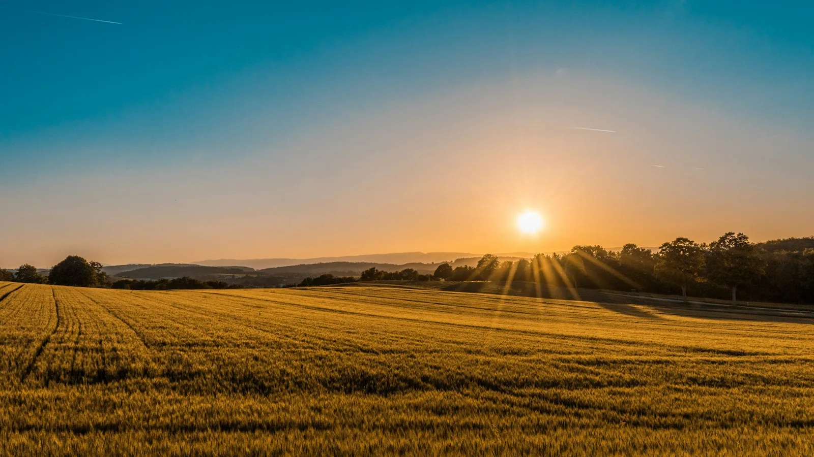Golden field at sunset with a tree line on the horizon
