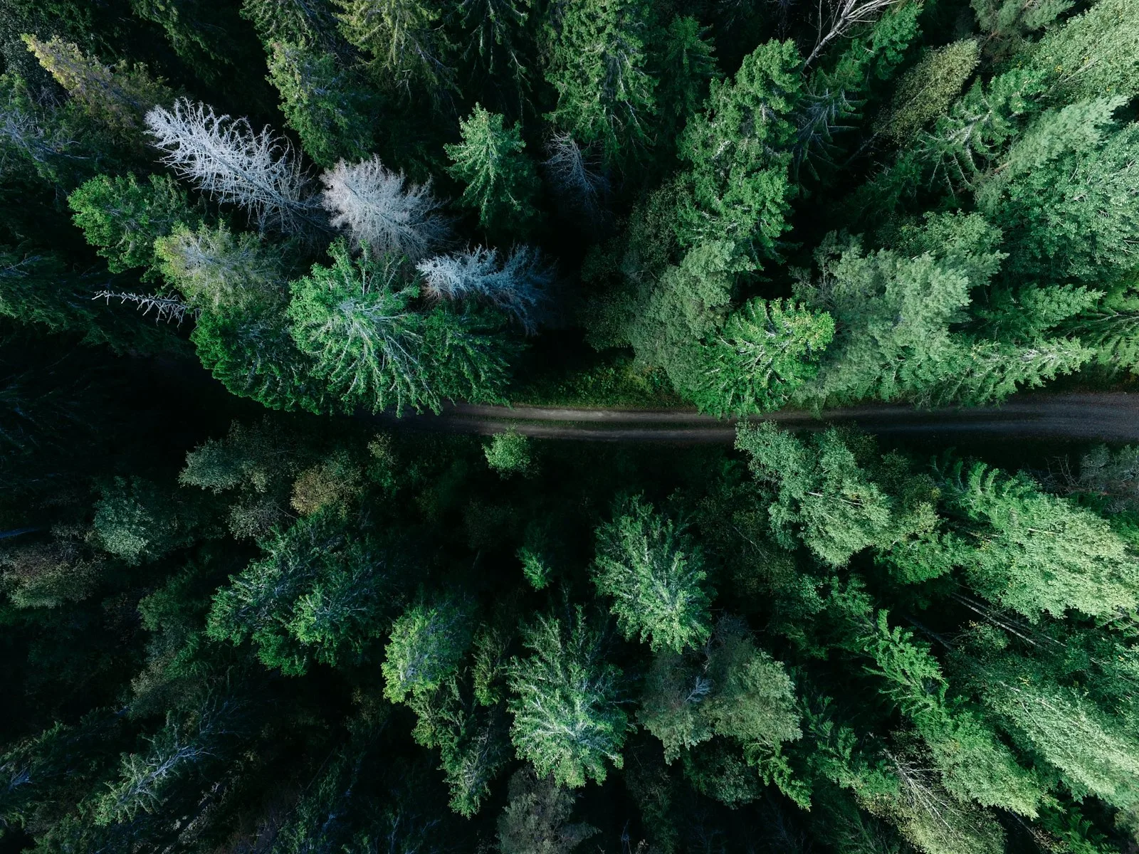 Aerial view of dense evergreen forest with a narrow road