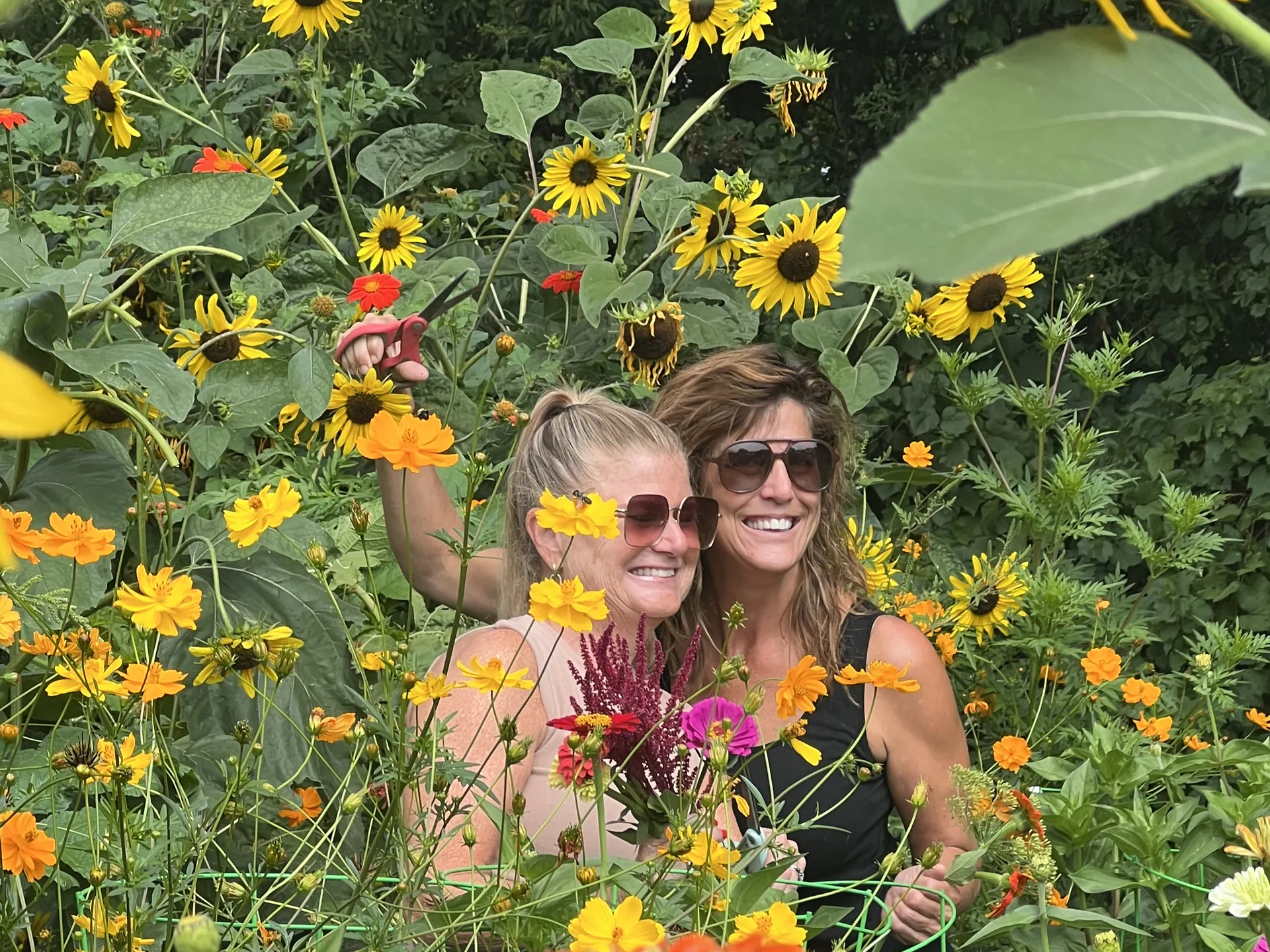 Two women cutting flowers together among the sunflowers and cosmos in the rows