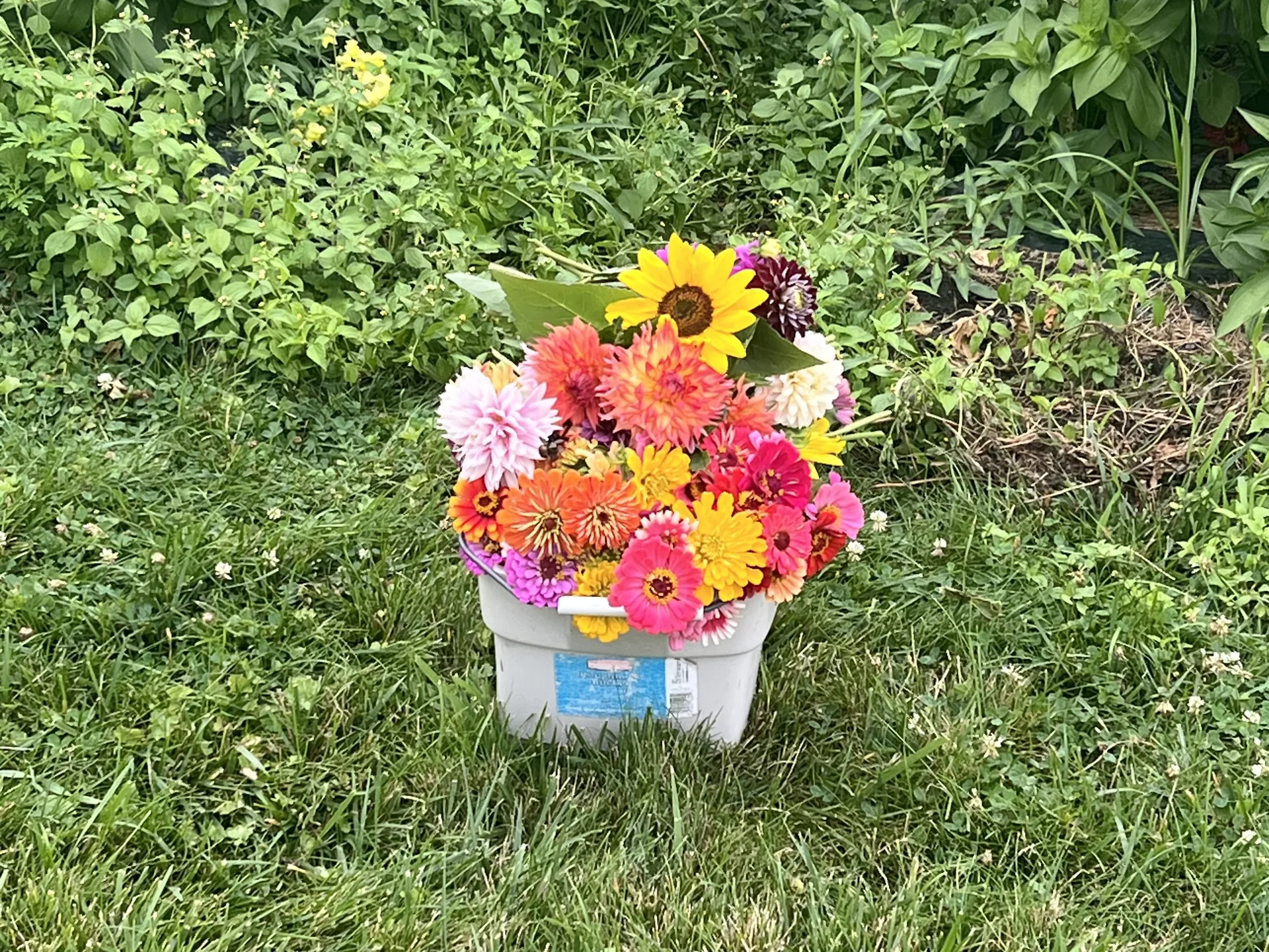 A tub of just-cut zinnias, dahlias and a sunflower sitting in the grass beside the rows