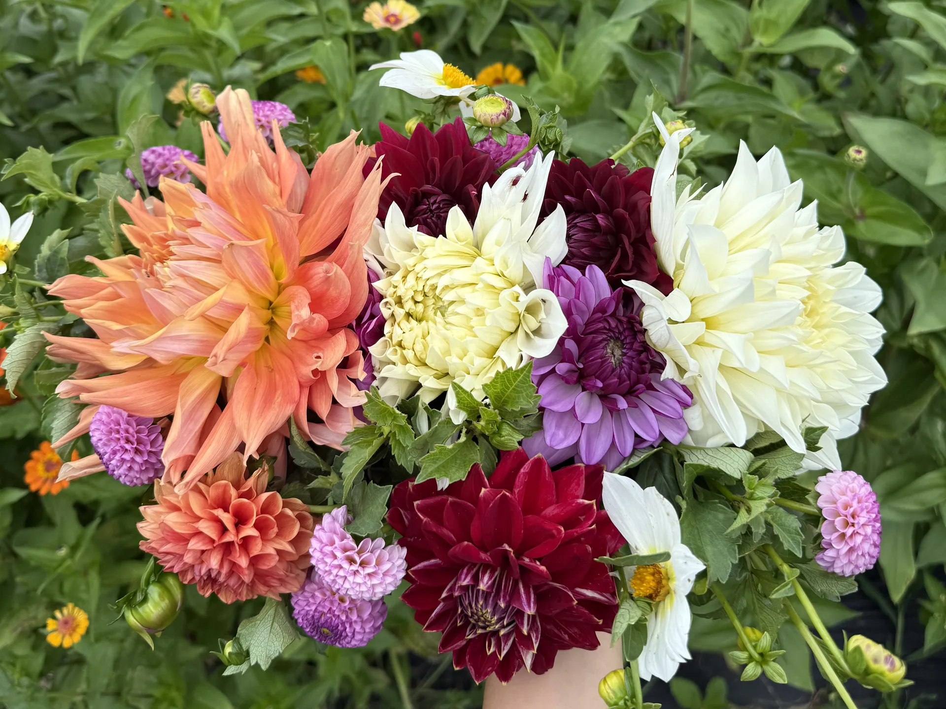 A hand-held bouquet of coral, burgundy and cream dahlias held up in the zinnia rows