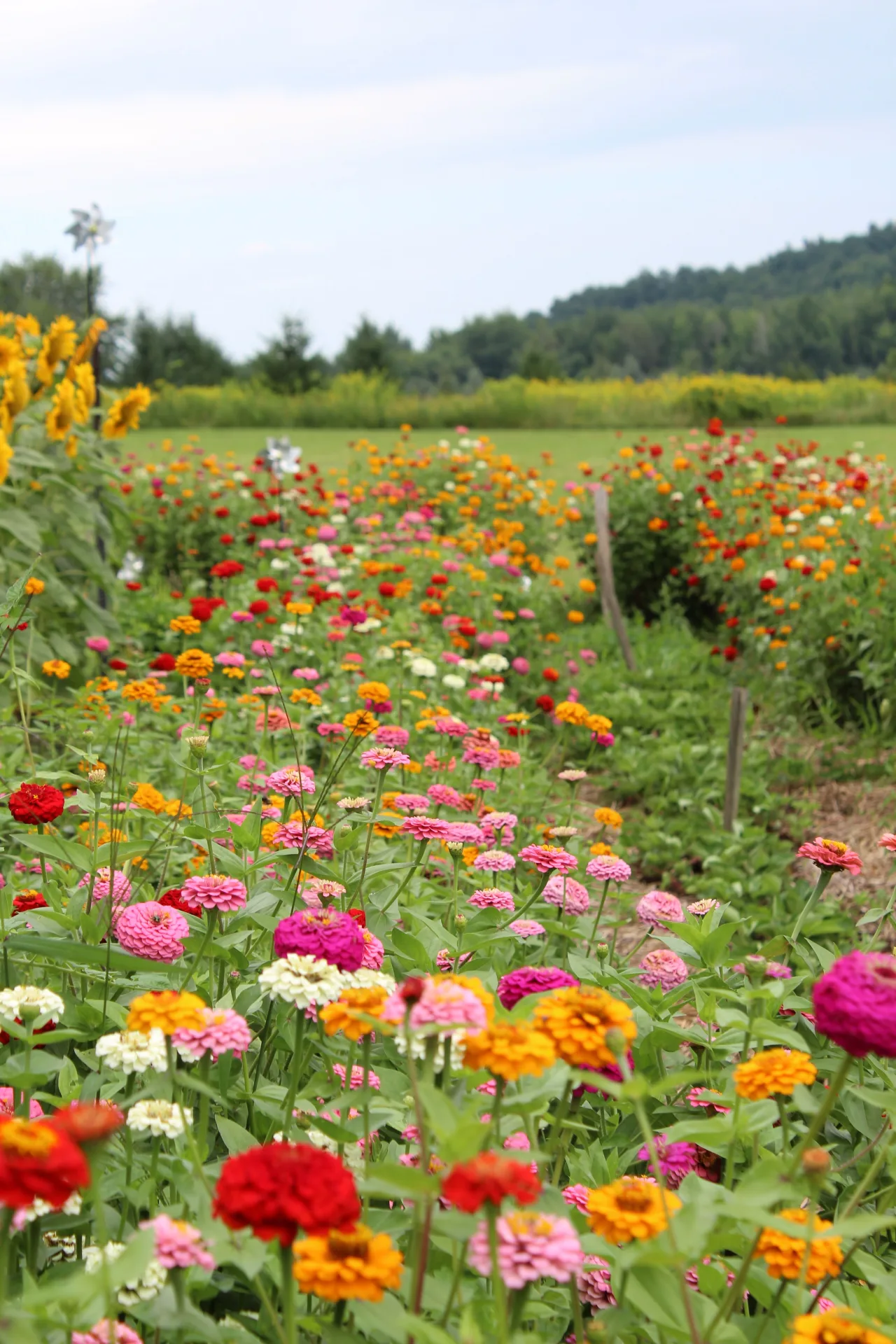 Rows of mixed zinnias in a cut-flower field with a mown path running between them