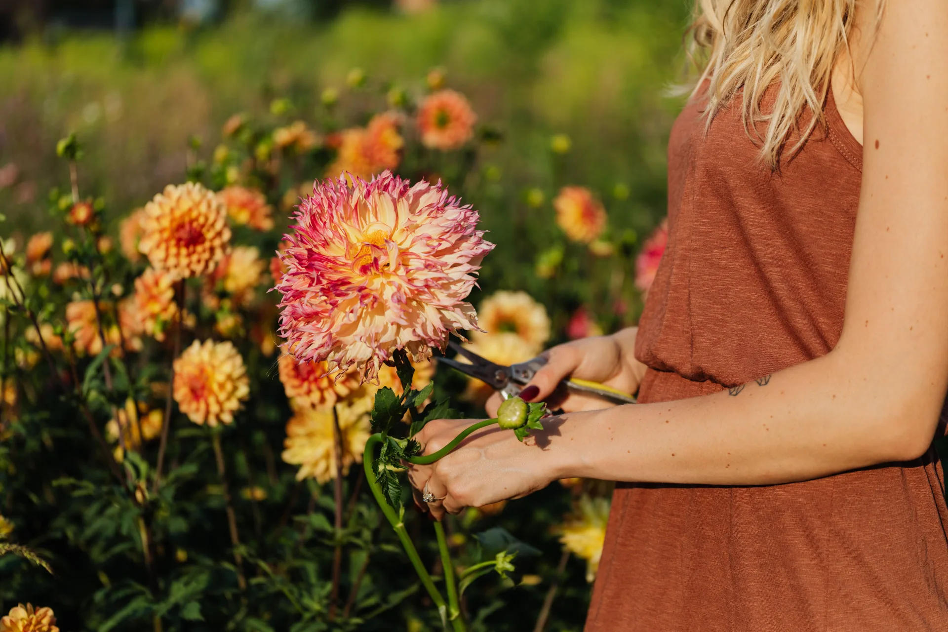 Hands using snips to cut a dahlia stem in the field