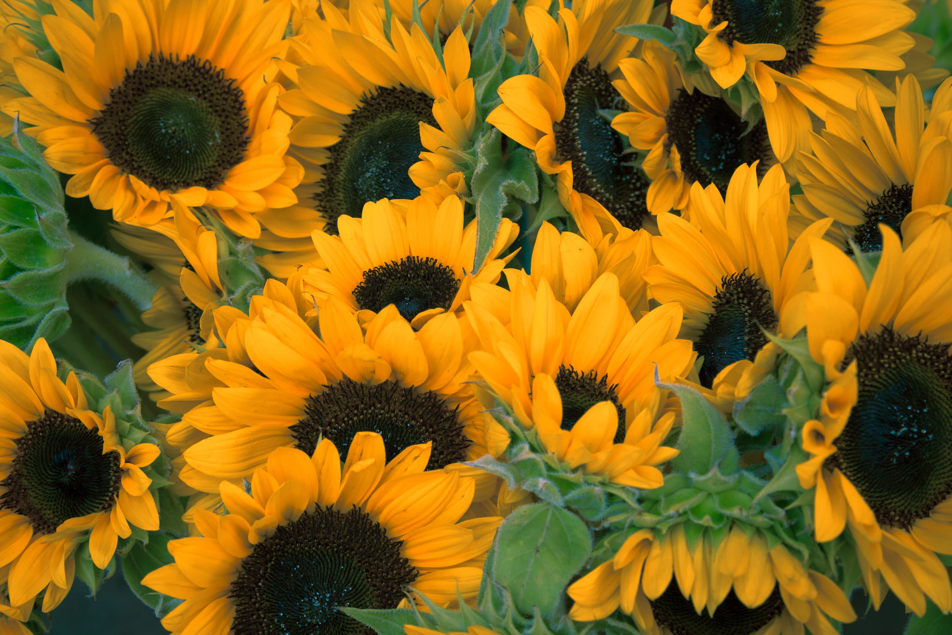 Sunflowers at the peak of summer