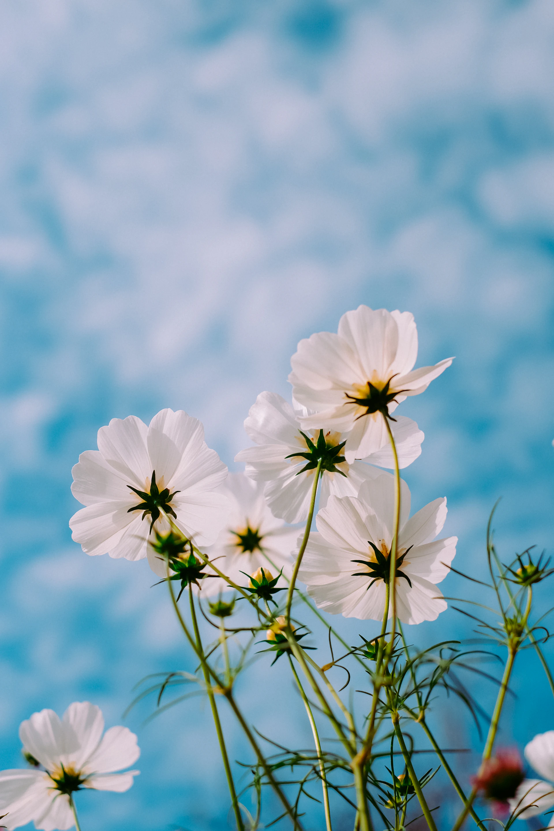 Cosmos blooming in the field