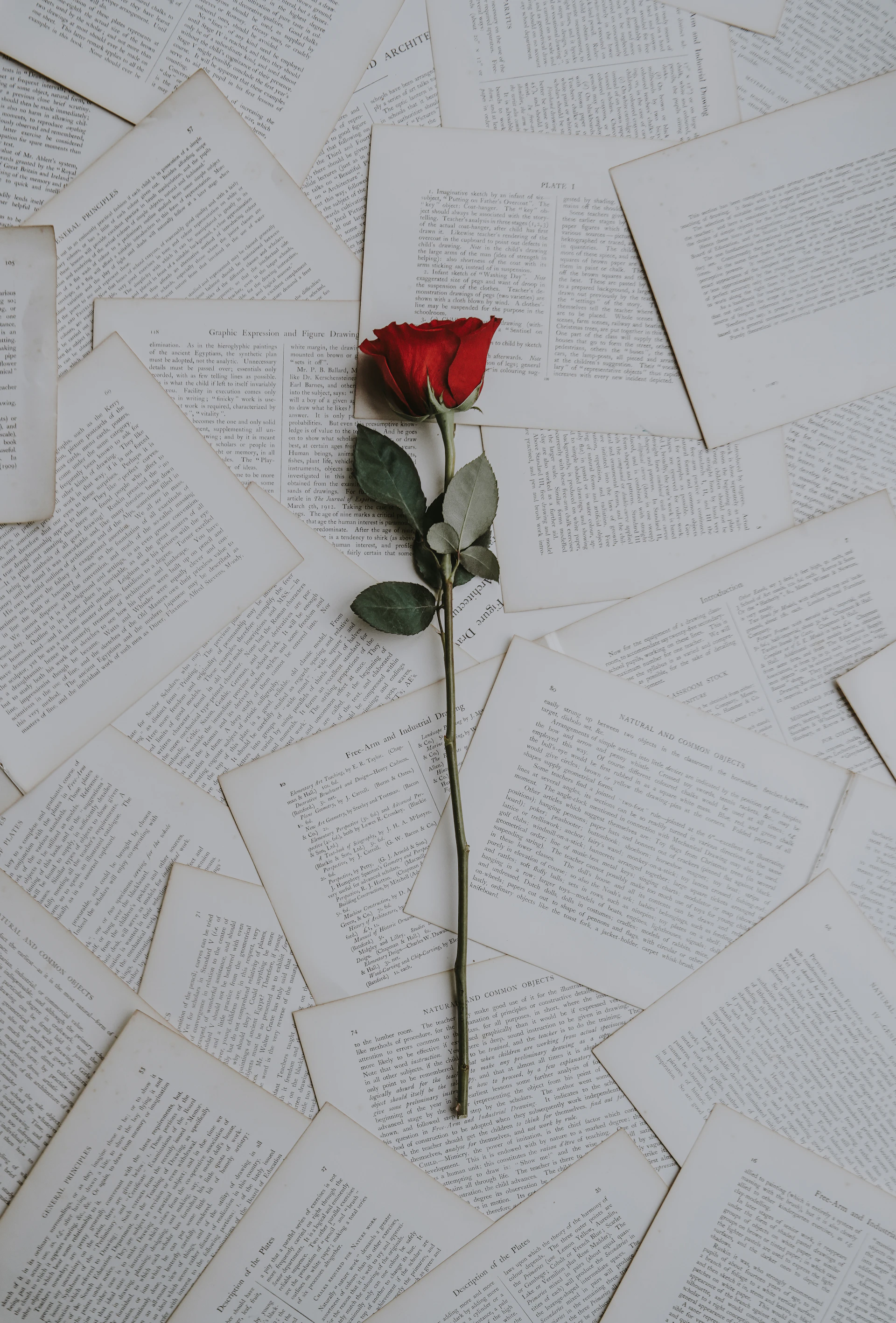 A single rose resting on scattered book pages