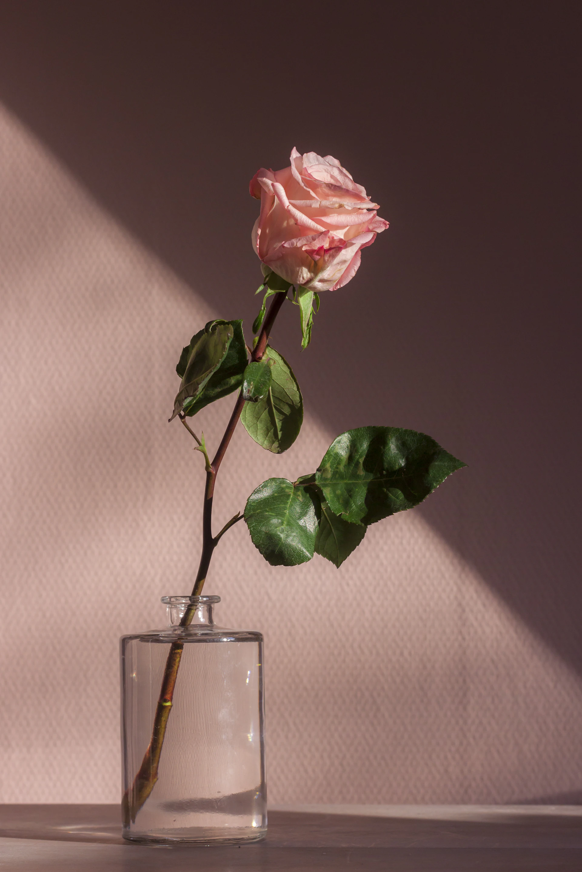 A single rose in a glass vase