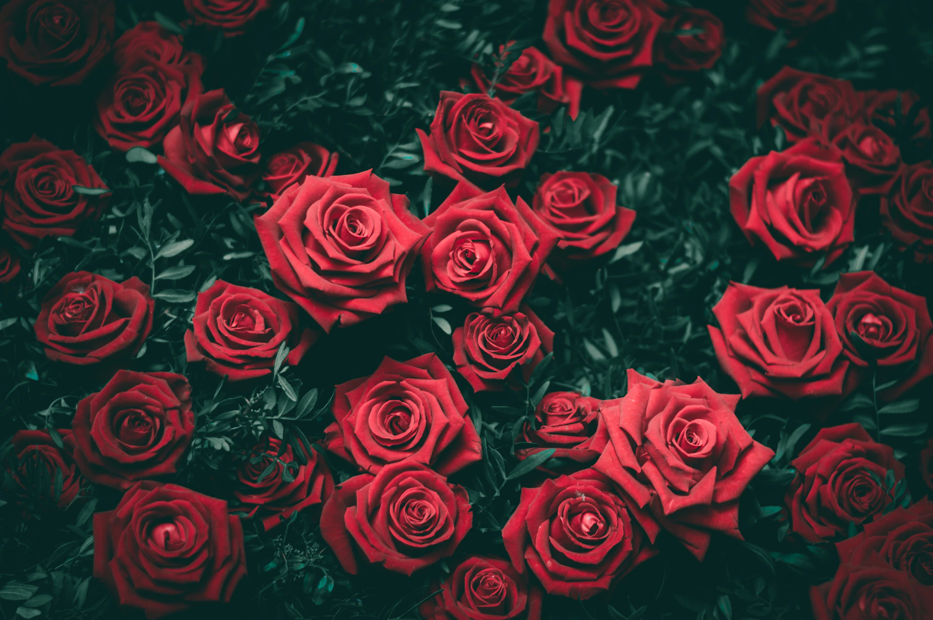 A bed of deep red garden roses