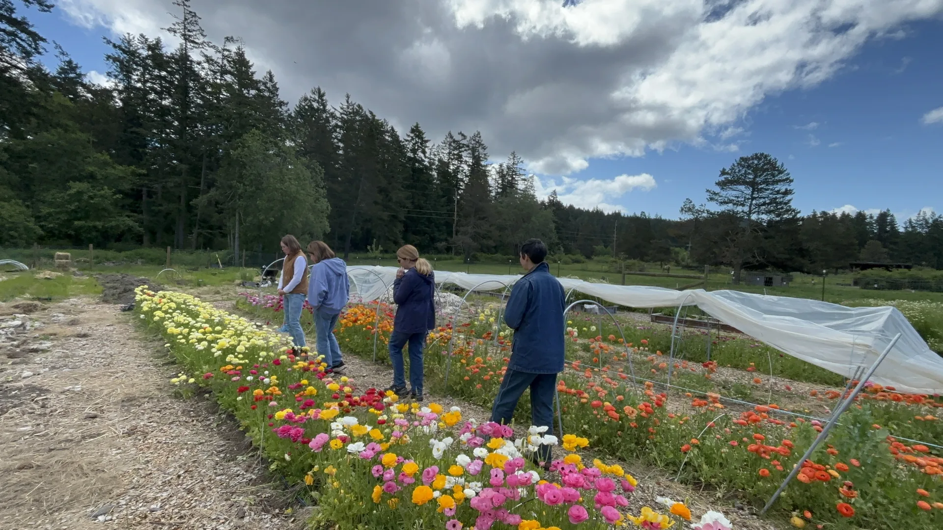 Whitney and visitors standing among rows of ranunculus in bloom at Tekla Farms, hoop houses and forest behind