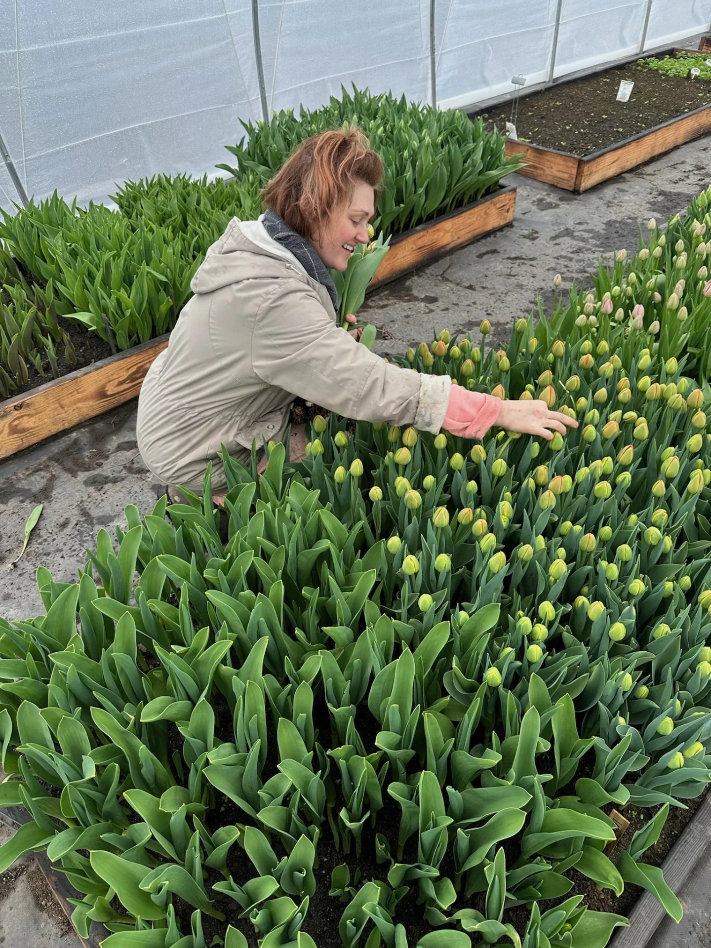Whitney Page reaching into a row of tulips in a greenhouse at Tekla Farms