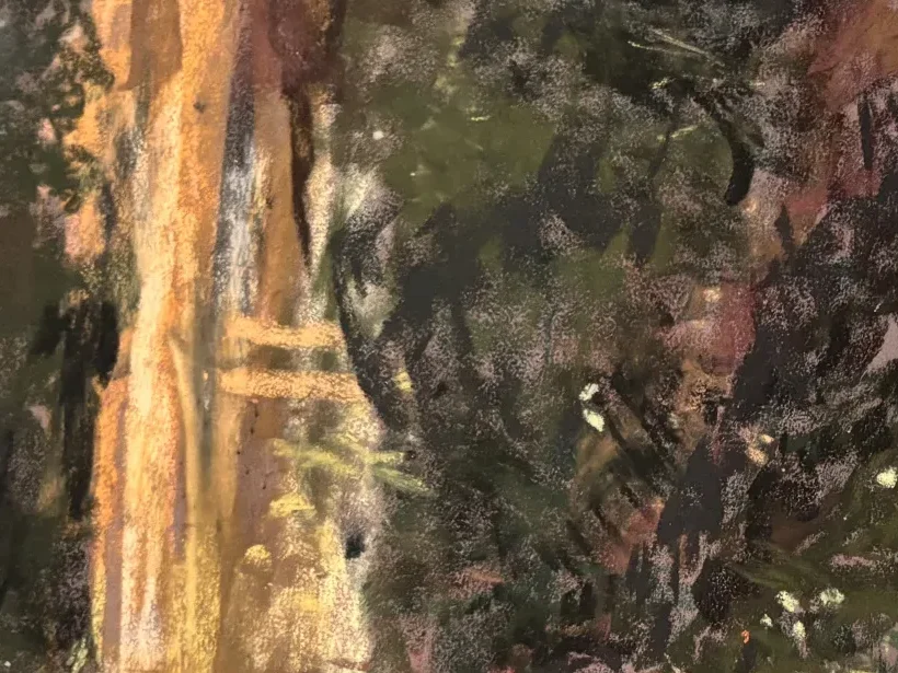 Close-up of the sunlit trunk cutting up through the dark firs