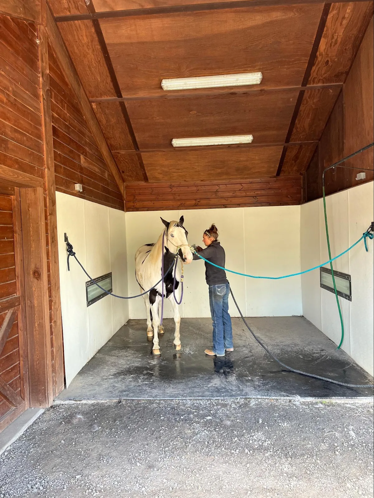Horse grooming