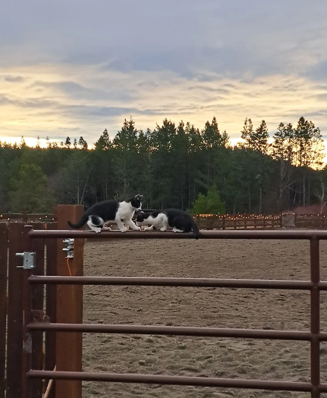 Two farm dogs resting on the arena rail at sunset