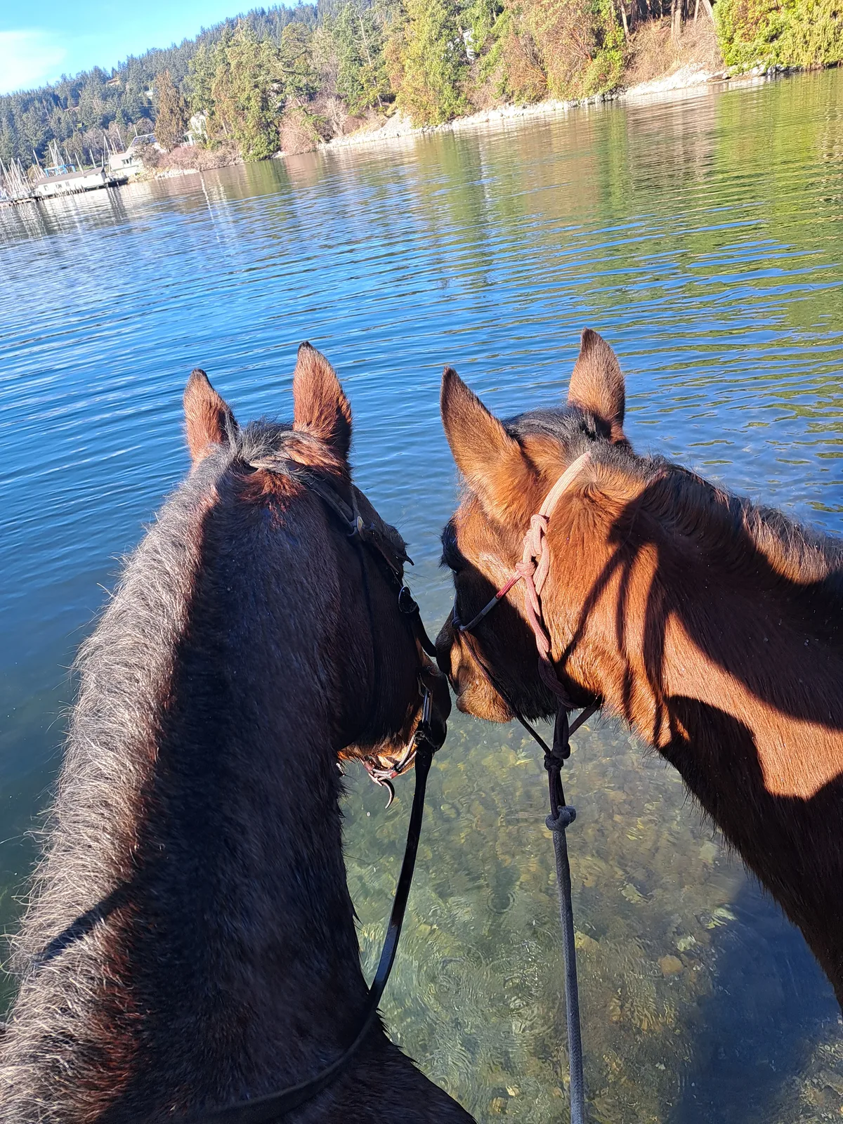 Two horses standing at the water’s edge