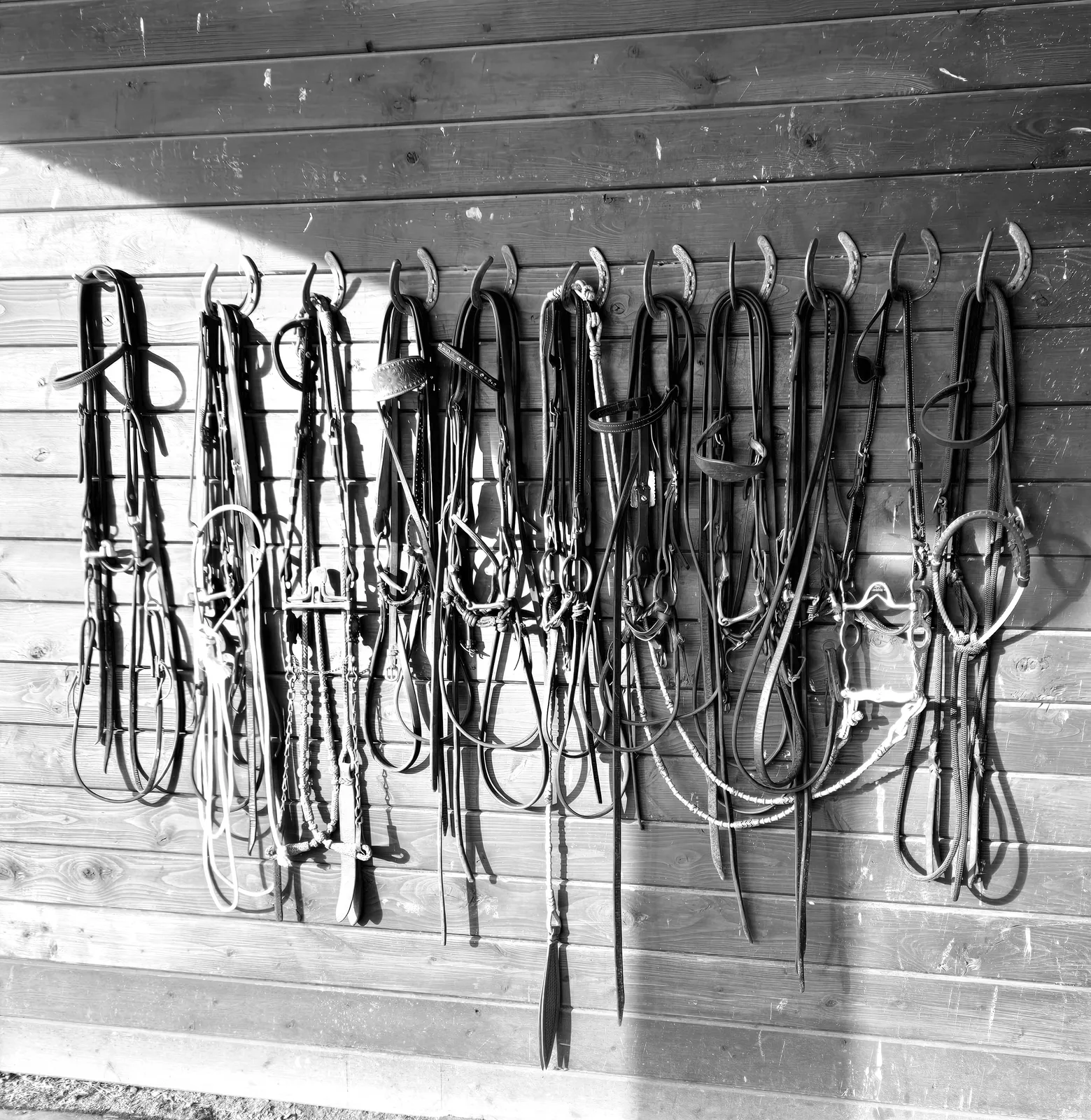 Bridles hanging on the tack room wall