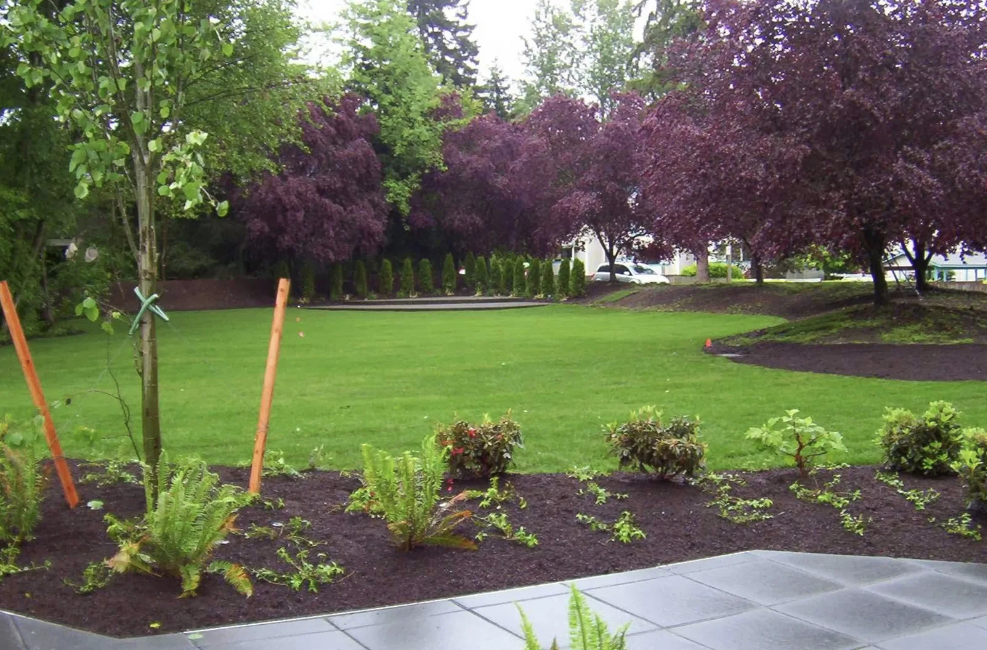 Mature trees in the Pacific Northwest