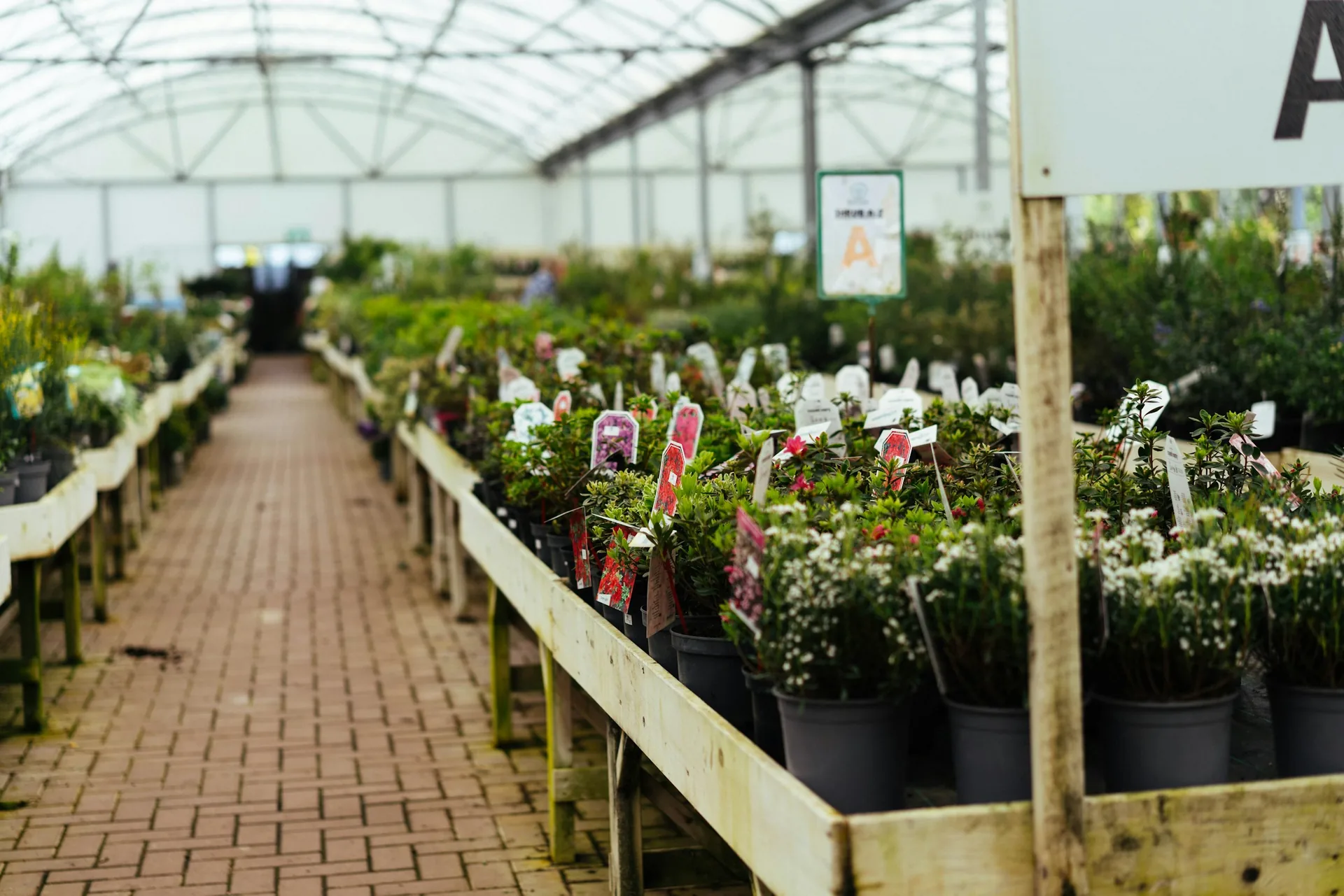 Rows of potted plants in the 18-acre Skagit Valley nursery