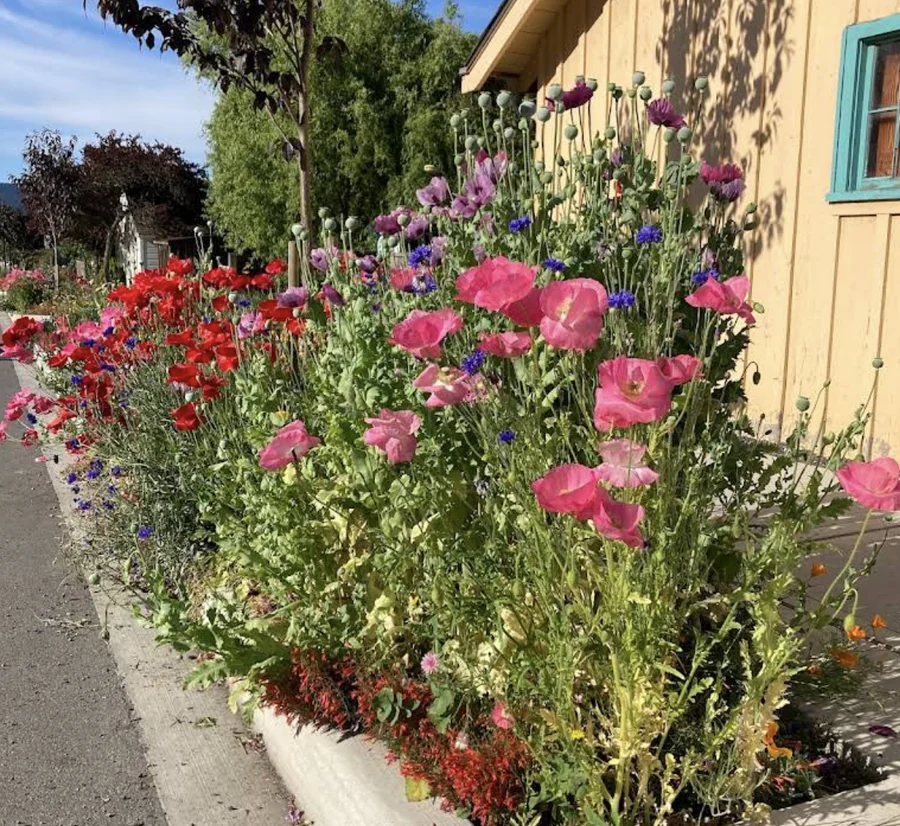 Poppies and cornflowers in bloom along a street planting bed in Eastsound, beside a yellow clapboard building