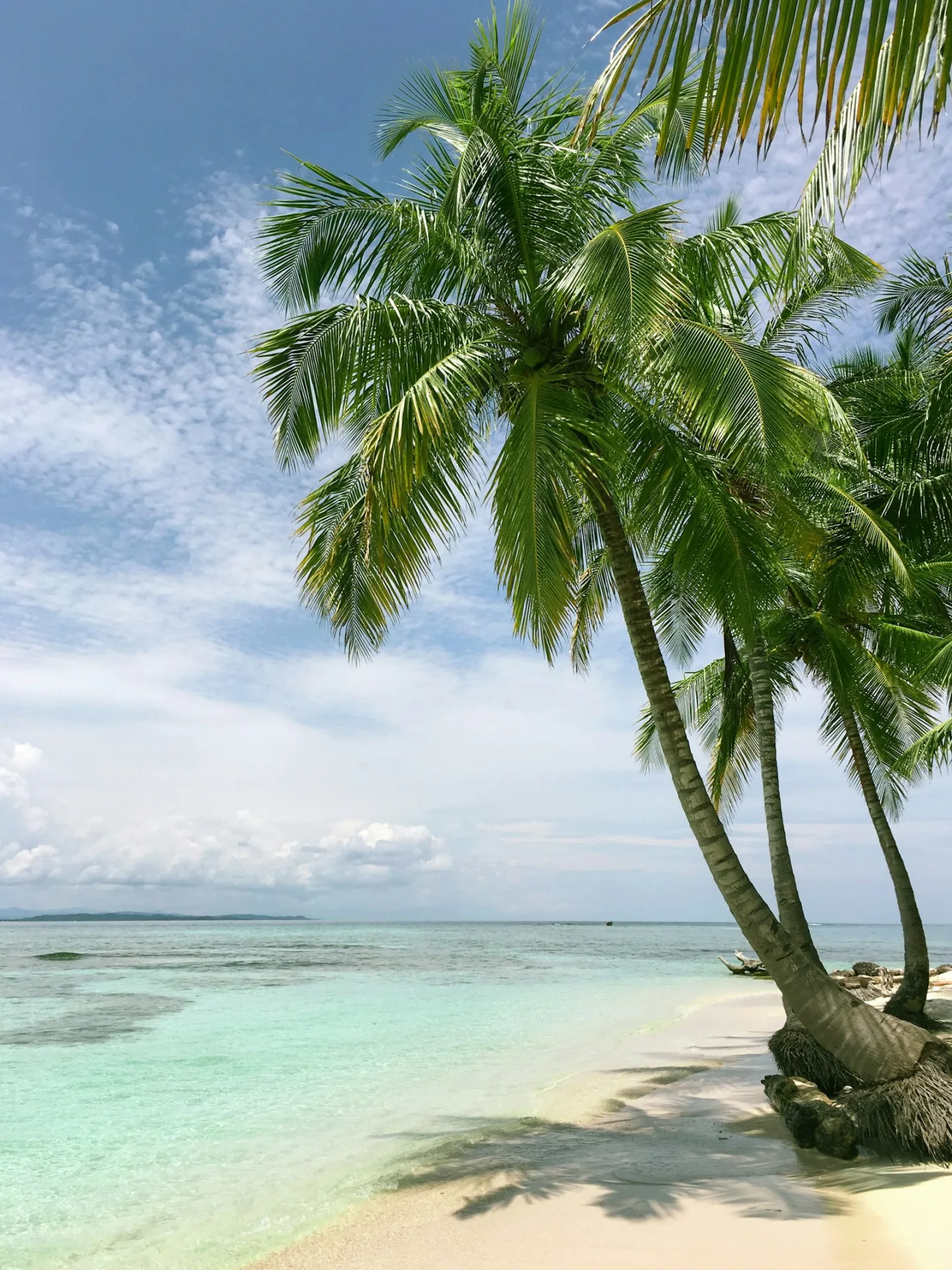 Coconut palms leaning over a quiet white-sand beach and clear water
