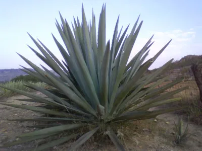 Chicaoji_Photo_Blue agave_public domain image