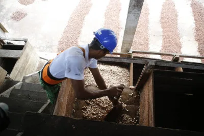 Raw cacao seeds are fermented in boxes to remove the natural coating from the seed pod.