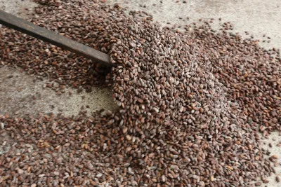 Floor drying cacao seeds using hand tools.