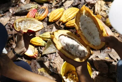 Fresh cacao pods cut open to show the cacao seeds.