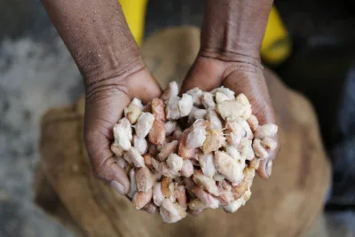 Fresh cacao seeds just removed from the cacao pod.