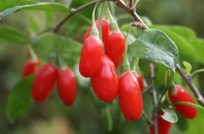 Fresh Goji berries on the vine.