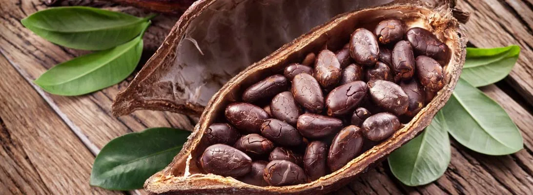 Organic cacao nibs