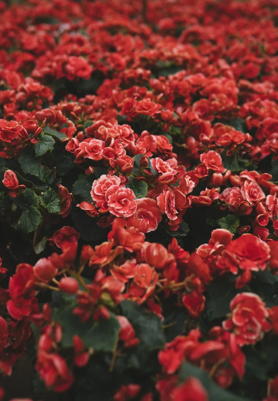 A field of spring flowers ready to cut