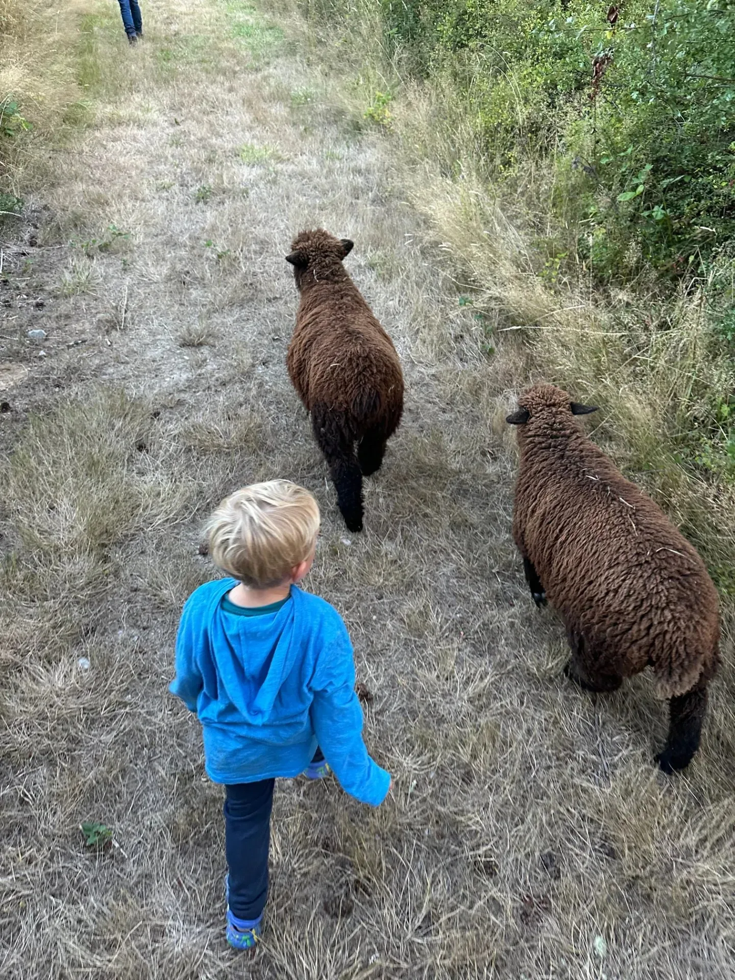 A child in a blue hoodie walking down a grassy farm lane behind two brown sheep