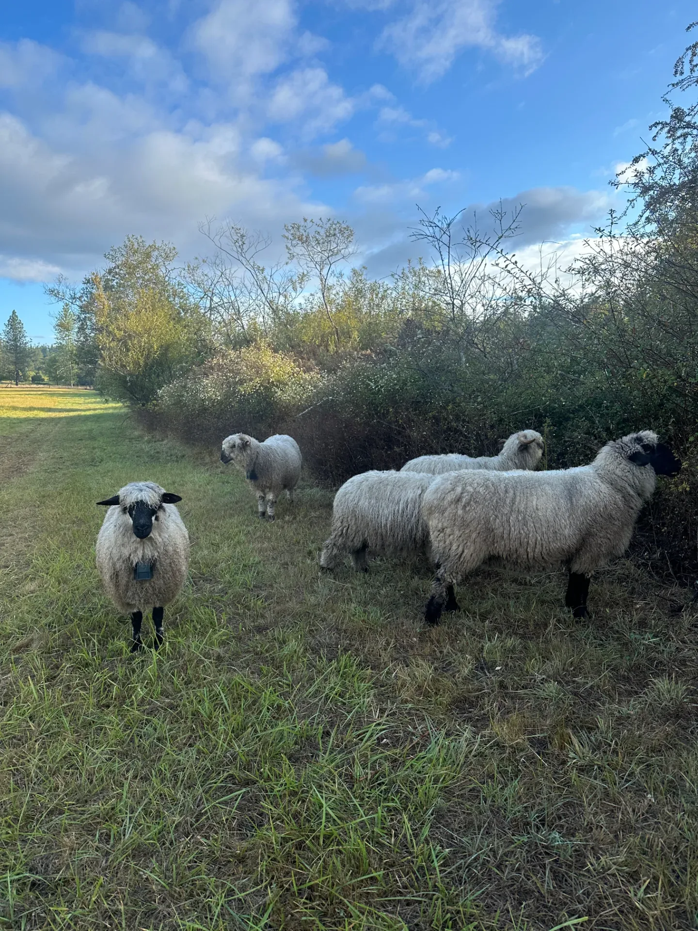 Woolly blacknose sheep grazing along a hedgerow under a blue sky