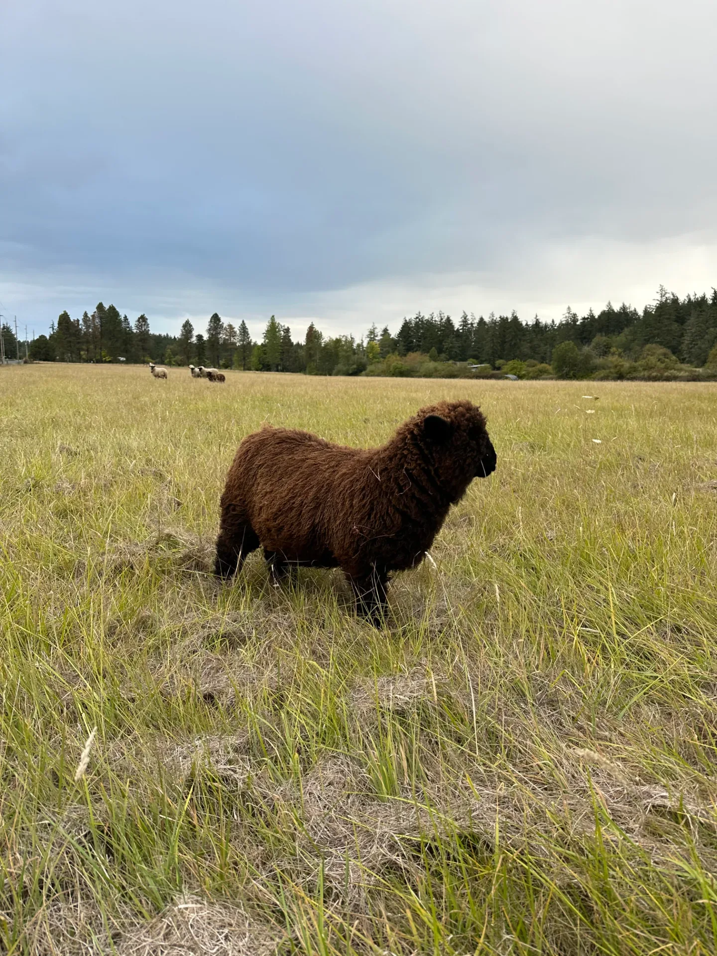 A chocolate-brown sheep standing in the tall pasture grass with the flock behind