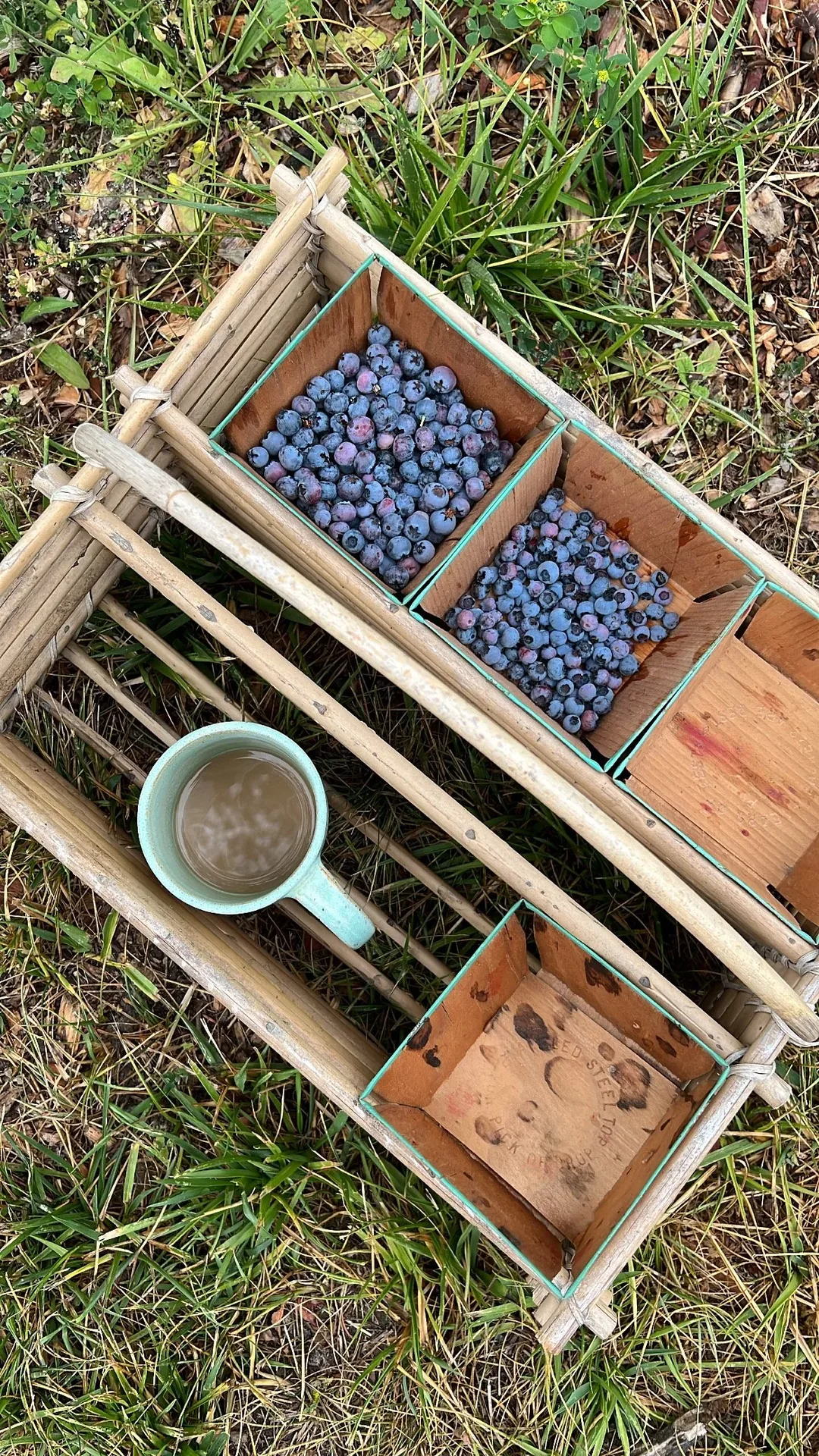 A wooden crate of freshly picked blueberries in a wire basket