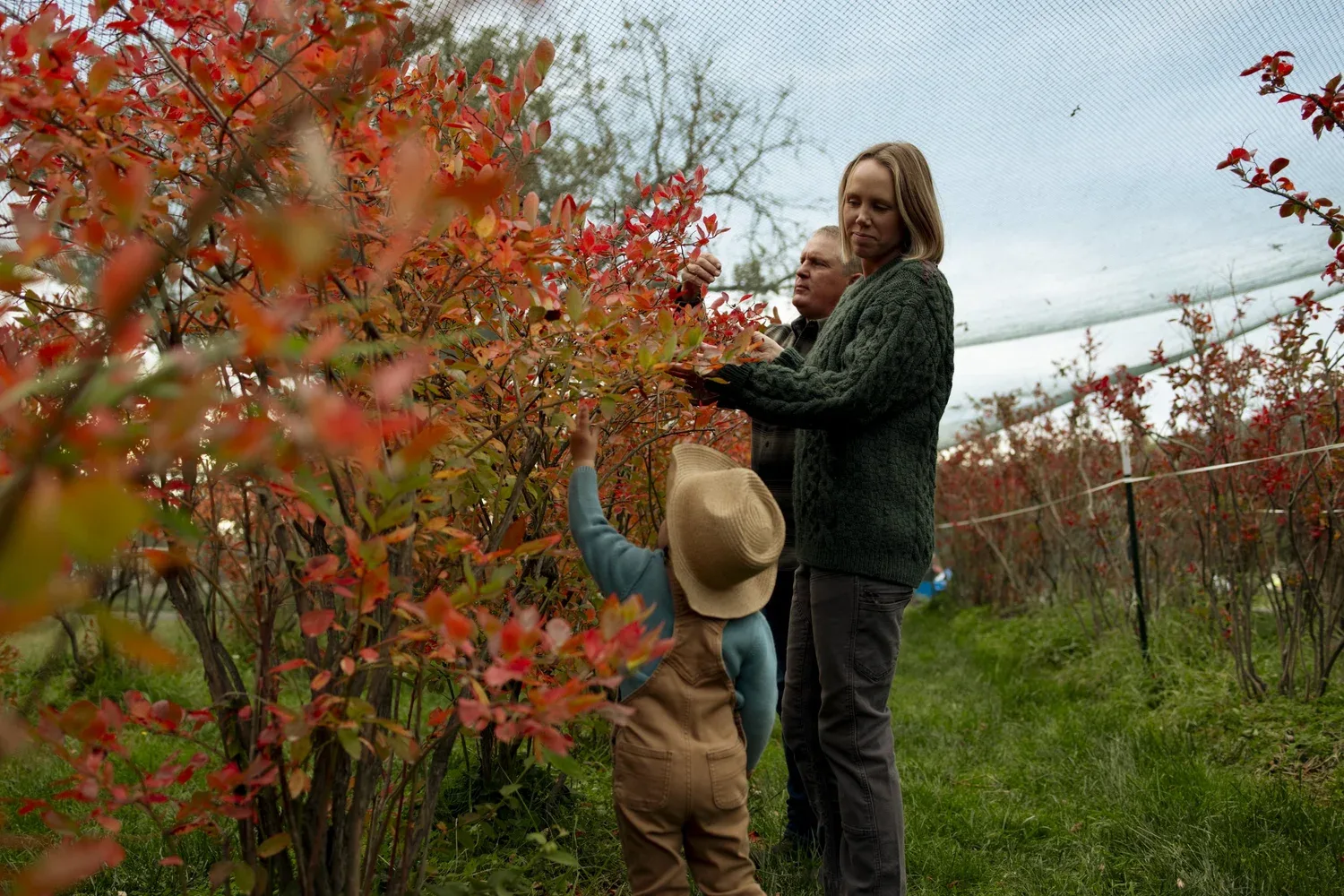 The Torma family picking blueberries together under the netting