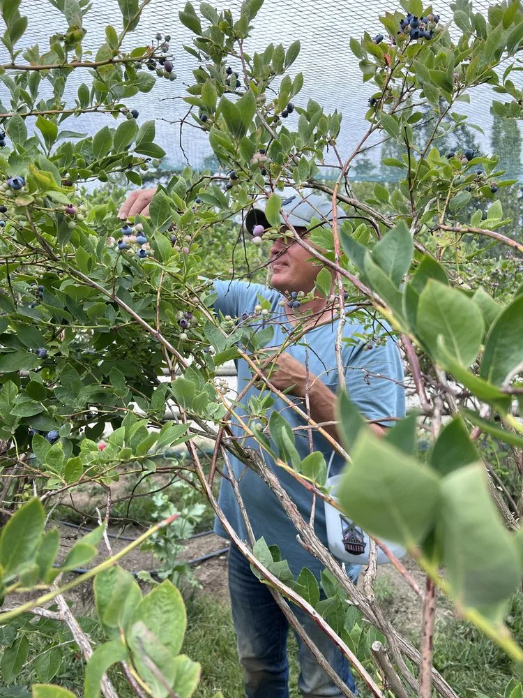 Brian picking ripe blueberries from a tall netted bush