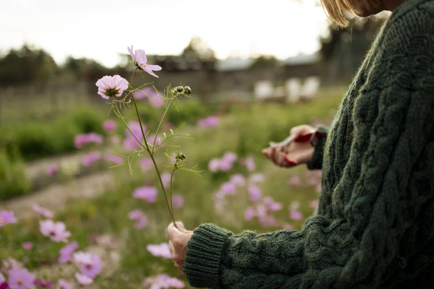 A single pink cosmos stem held in the field