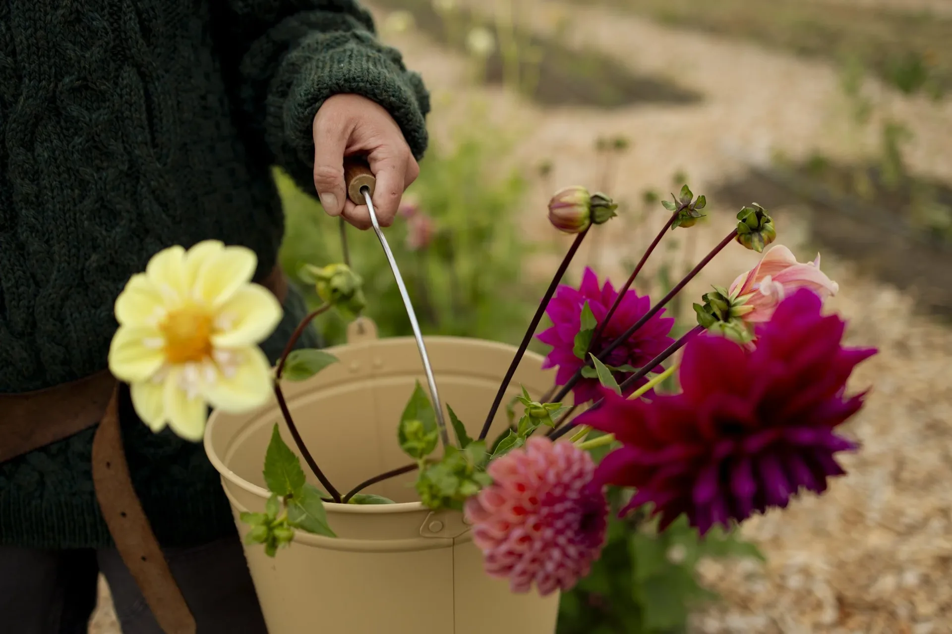 A bucket of freshly cut dahlias in pink, yellow and burgundy