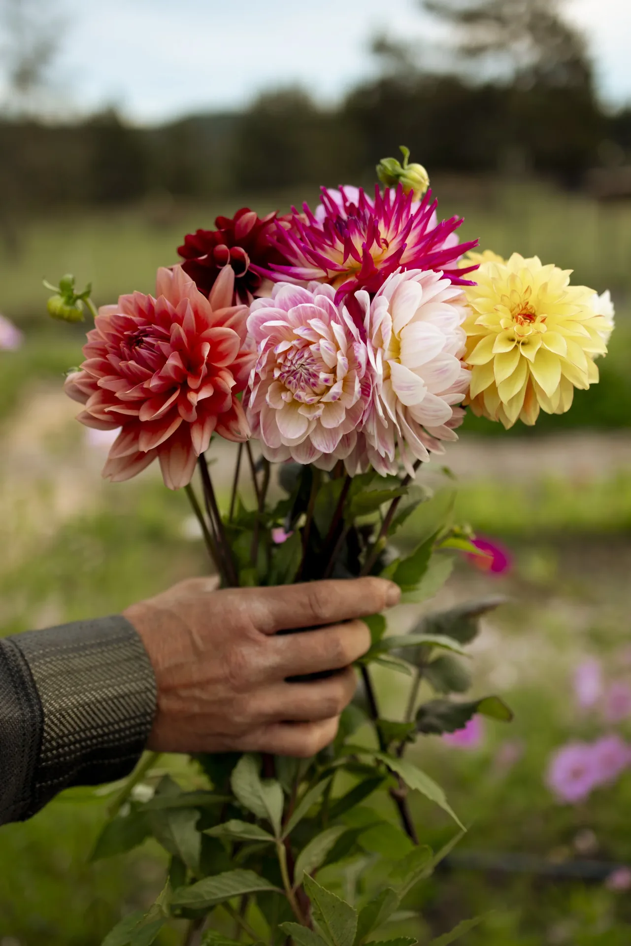 A bunch of pink, cream and yellow dahlias held in the field