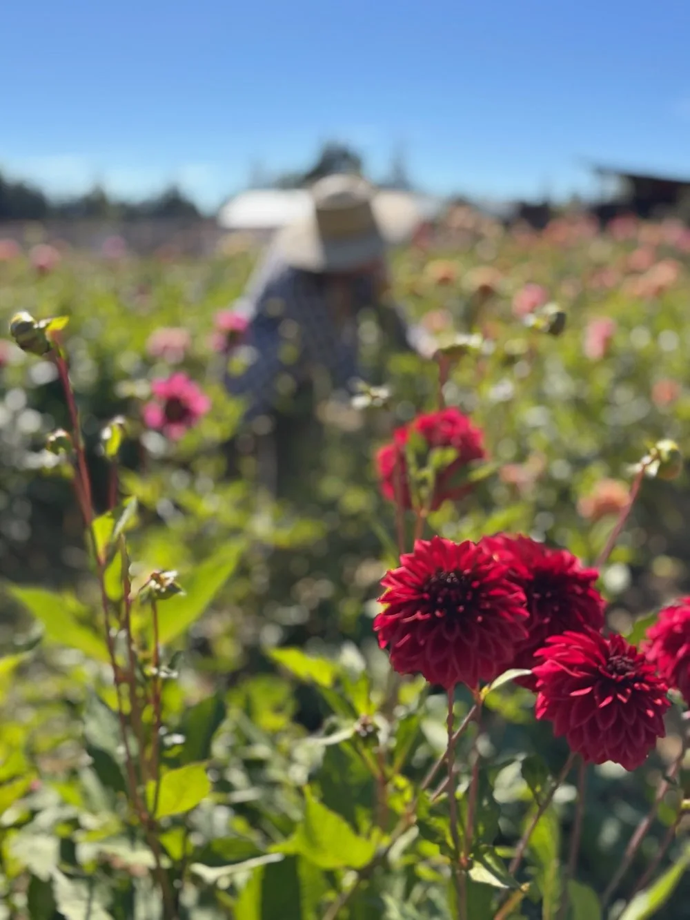 Rows of crimson dahlias under a bright blue sky