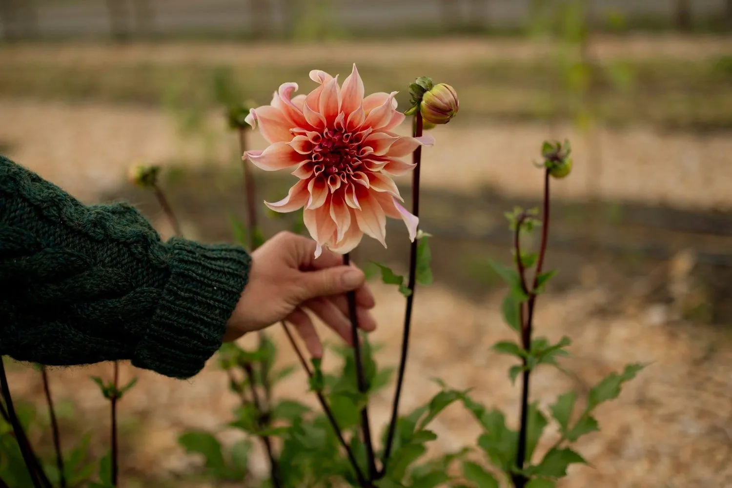 A peach dahlia held in the field