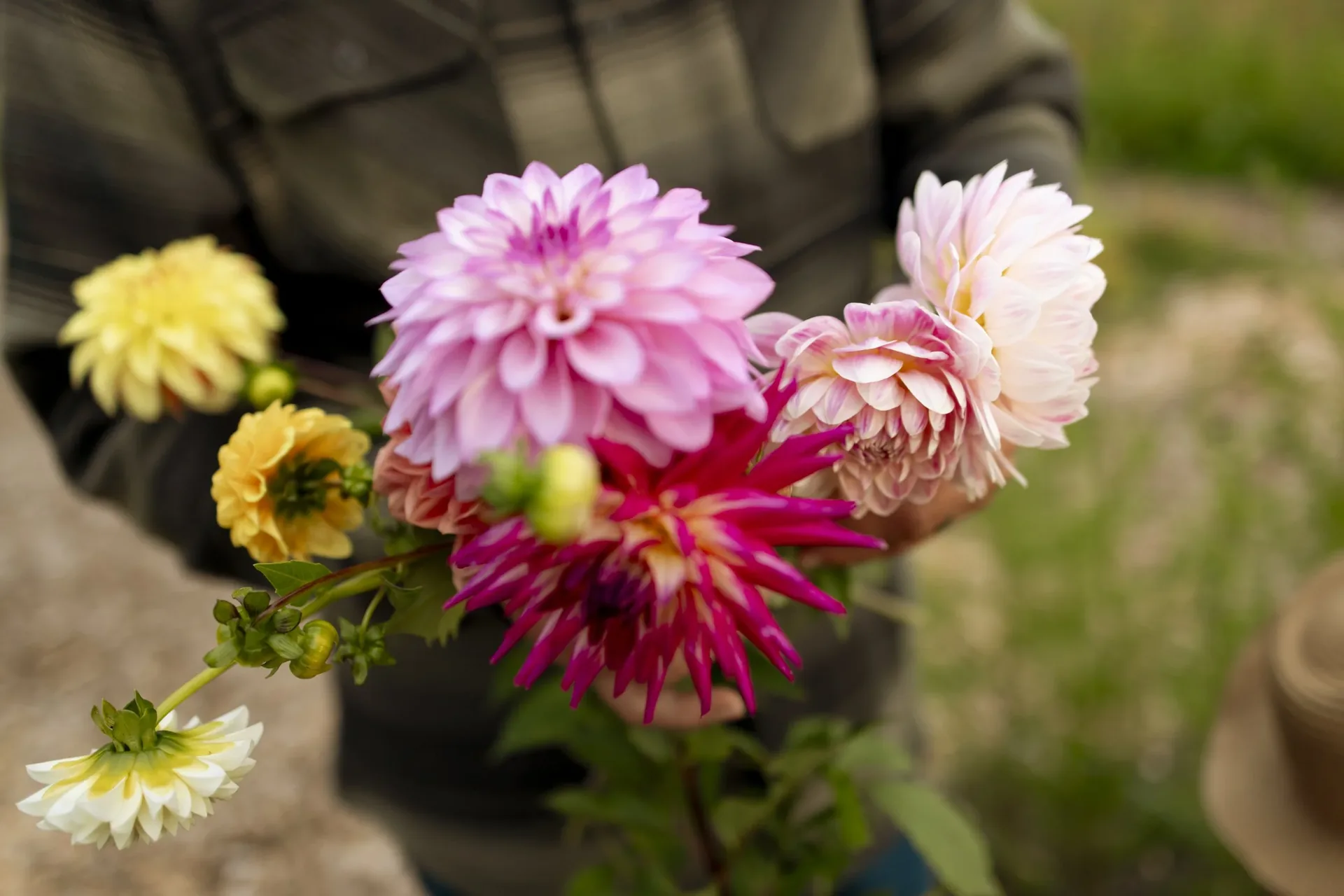 Pink, cream and yellow dahlias blooming in the Tekla Farms field