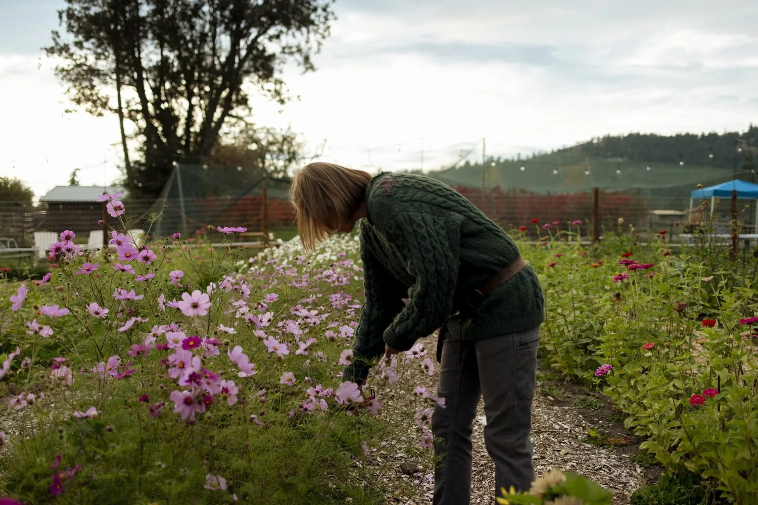 Laura cutting cosmos in the flower field with the island hills behind