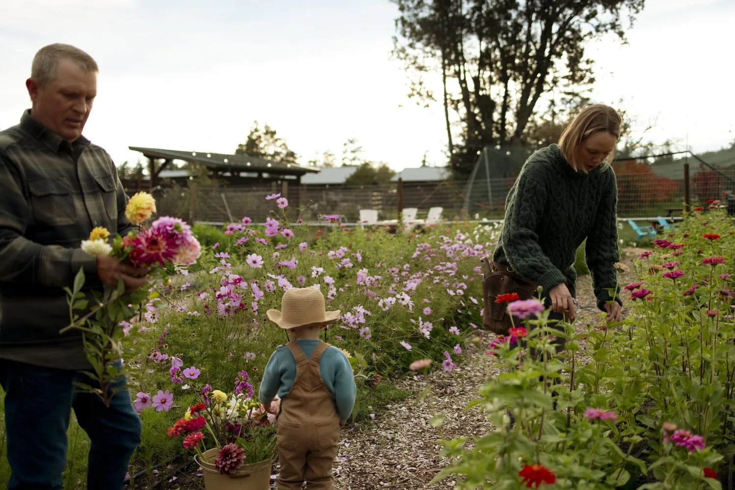 Brian, Laura and their son cutting dahlias and cosmos in the flower field at golden hour