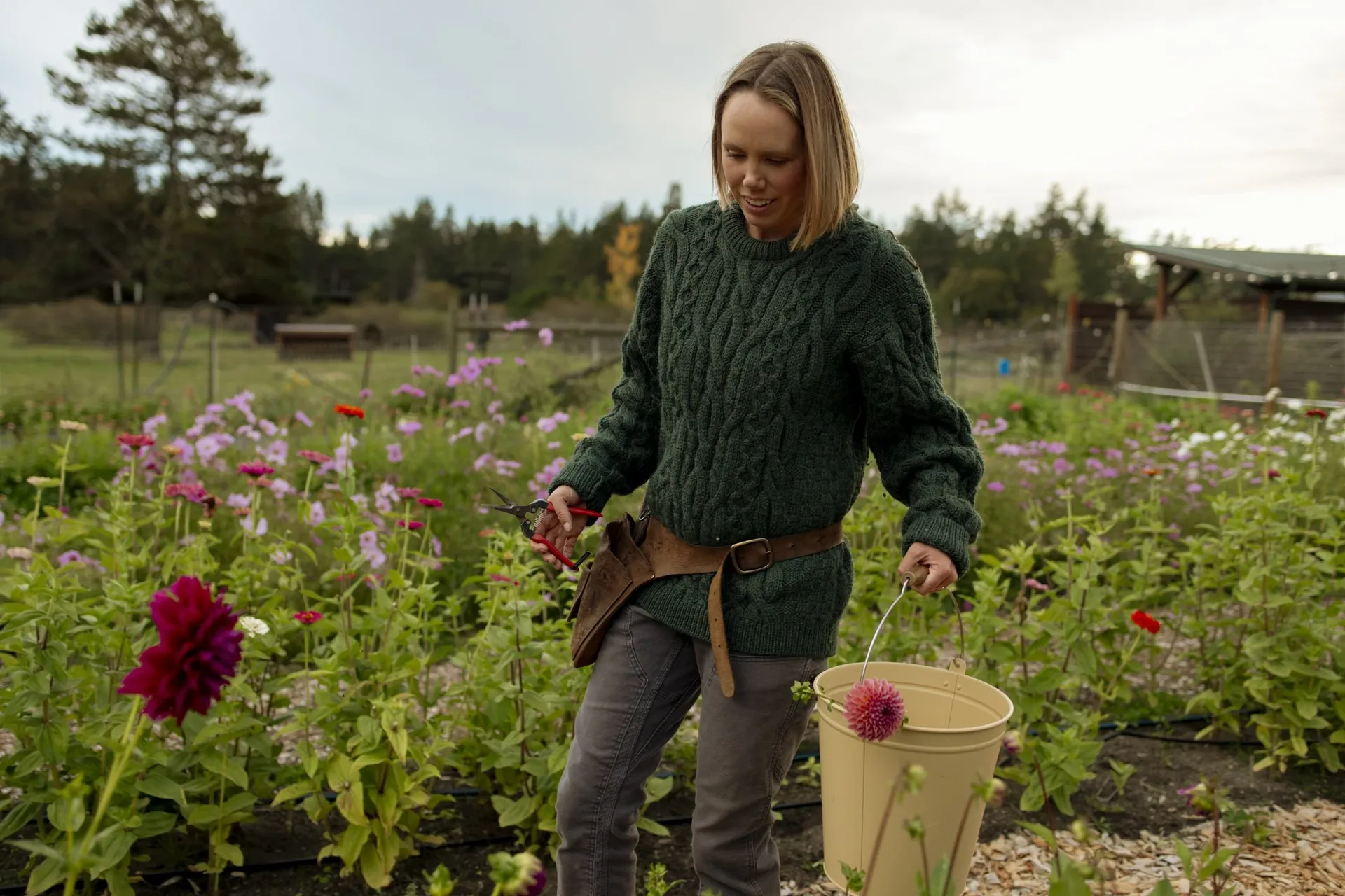 Laura holding a bucket of cut dahlias among cosmos in the field