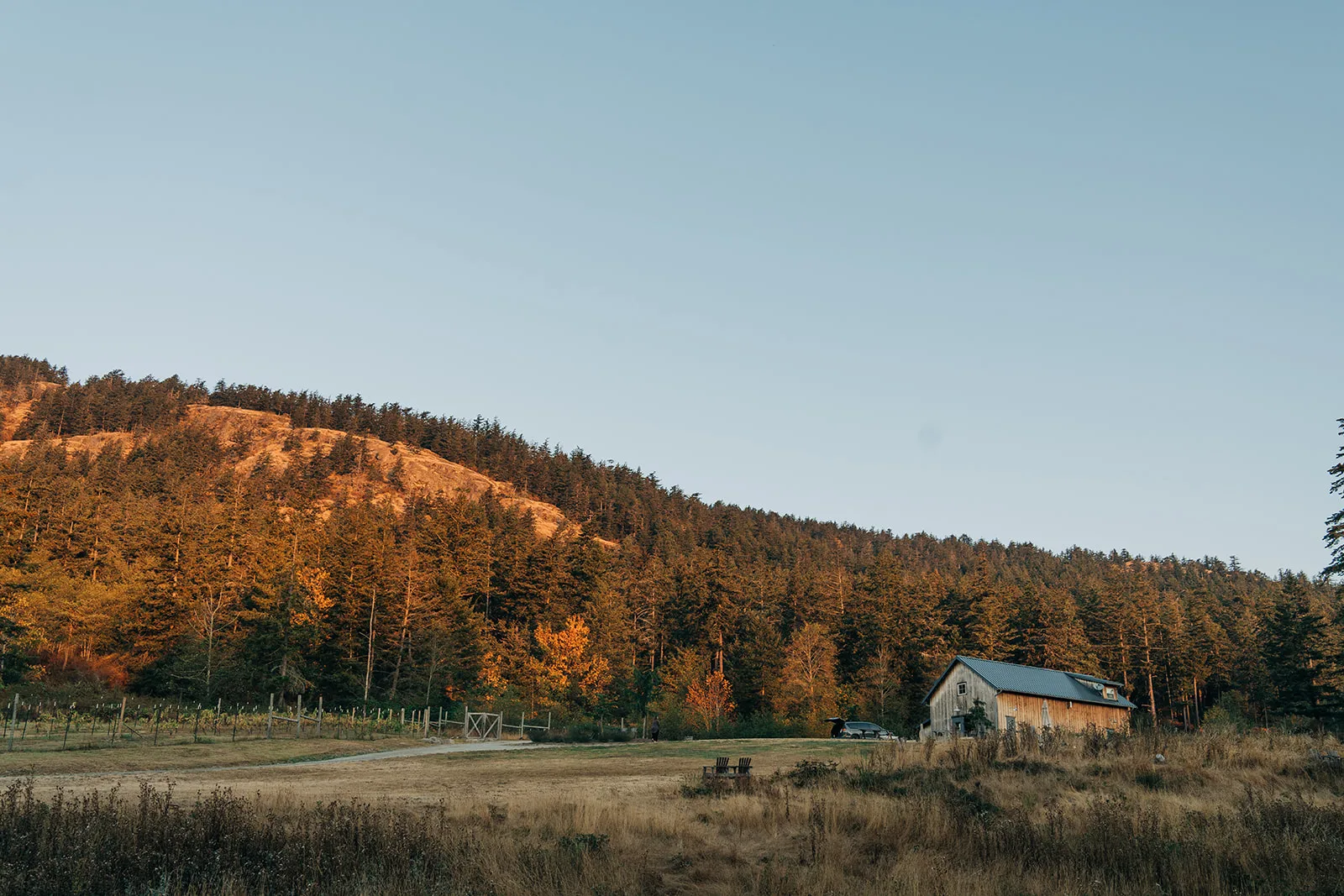 Golden light across a vineyard with forested hills and a rustic barn