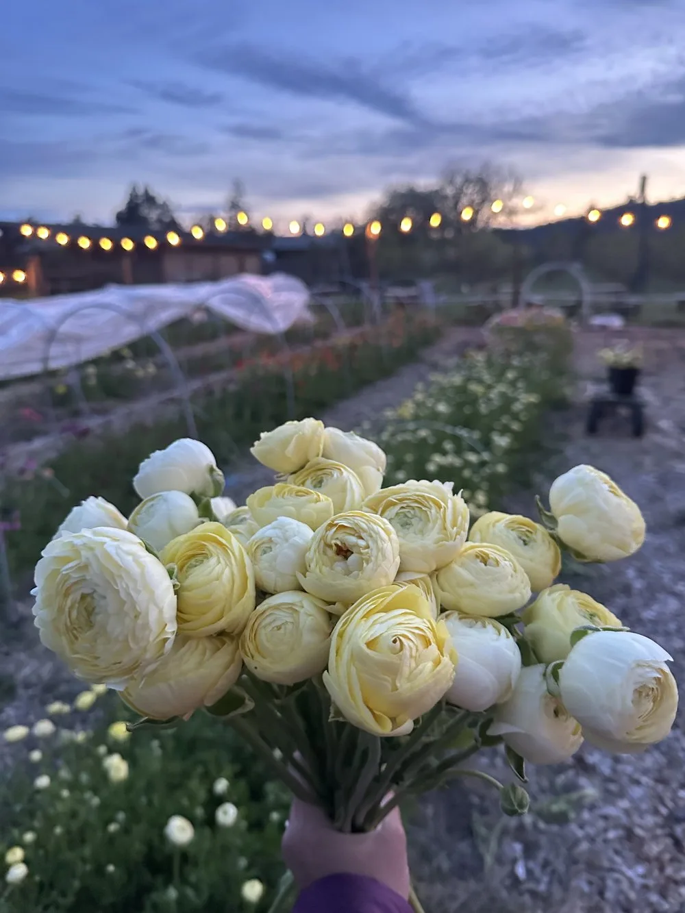 An armful of pale yellow ranunculus held above the field at dusk
