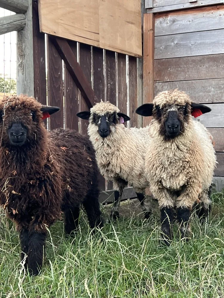 Three woolly Valais Blacknose sheep standing by the barn