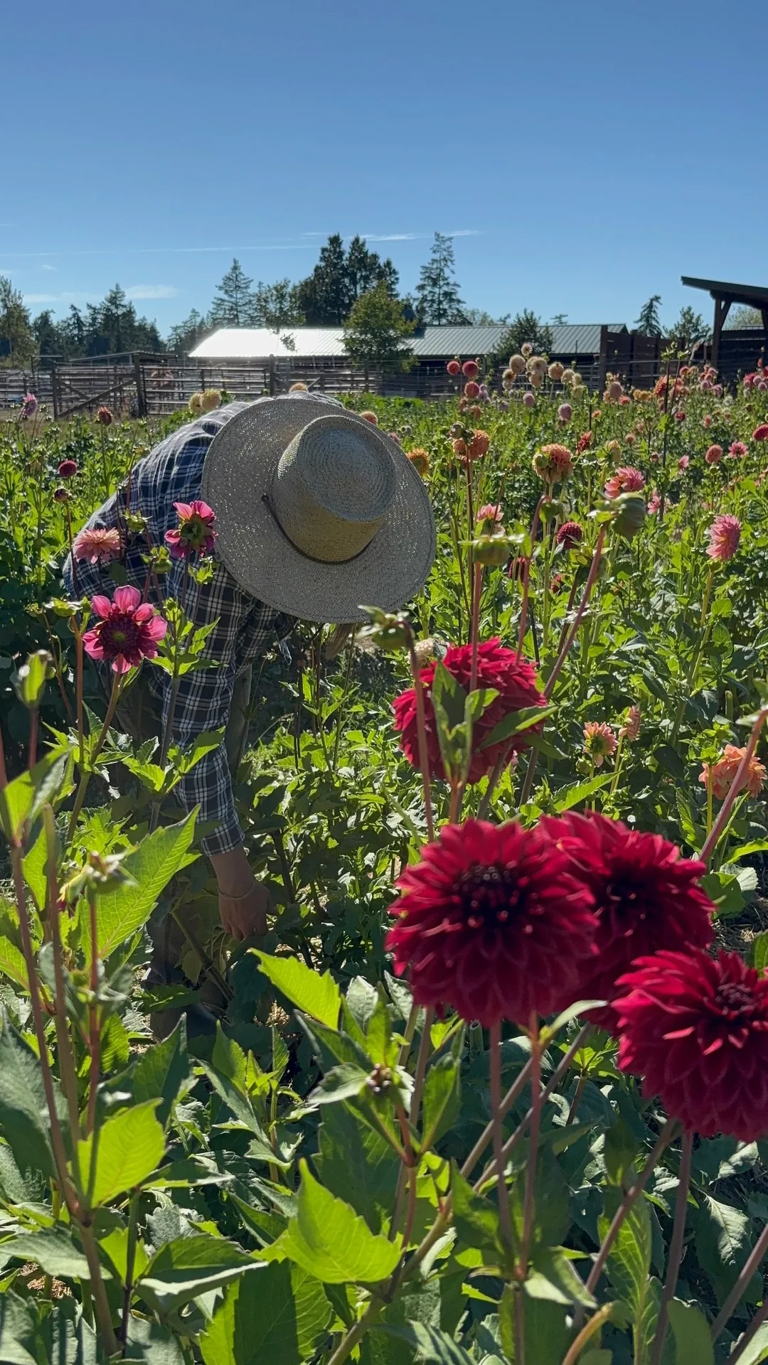 A guest in a straw hat cutting crimson dahlias in the field